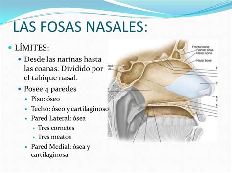 fosas nasales